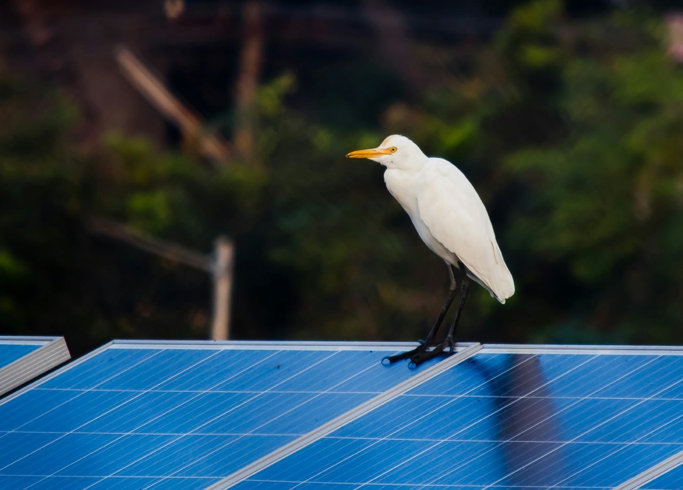 Ein Vogel auf einer Solarpanel – Symbol für Langlebigkeit und Umweltfreundlichkeit
